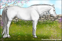 Horse Color:Liver Chestnut Appaloosa 