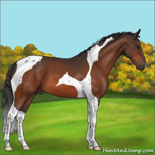 Horse Color:Brown Tobiano 