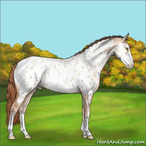 Horse Color:Gold Champagne Dun Sabino Appaloosa 