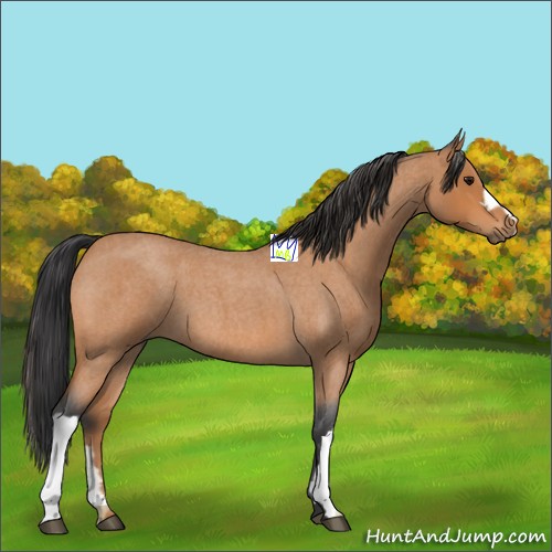 Horse Color:Bay Roan 