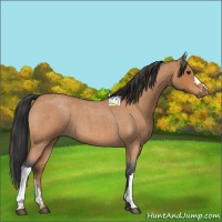 Horse Color:Bay Roan 