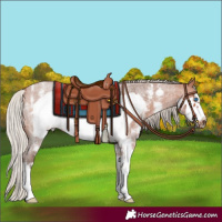 Horse Color:Silver Bay Roan Sabino Frame Rabicano 