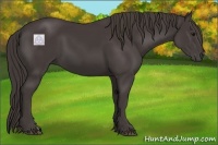Horse Color:Smoky Black 