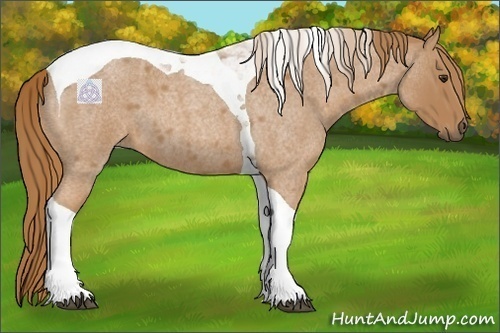 Horse Color:Red Roan Tobiano 