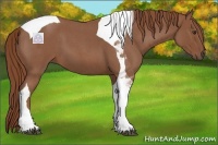 Horse Color:Red Roan Tobiano 