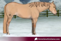 Horse Color:Red Dun 