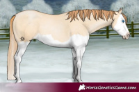 Horse Color:Buckskin Pearl Dun Splash 