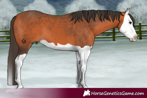 Horse Color:Bay Splash 
