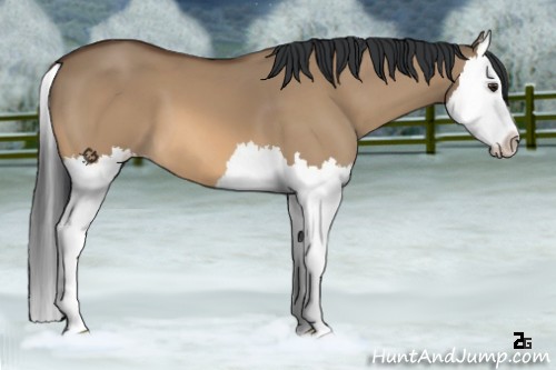Horse Color:Bay Dun Splash 