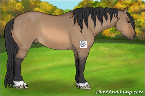 Horse Color:Bay Dun