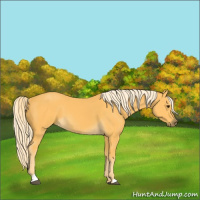 Horse Color:Palomino Sabino