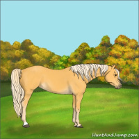 Horse Color:Palomino Sabino 