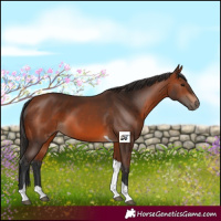 Horse Color:Bay Tobiano 