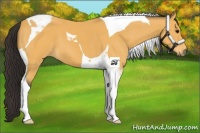 Horse Color:Buckskin Tobiano