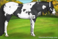 Horse Color:Black Tobiano Frame Appaloosa