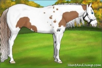 Horse Color:Chestnut Splash Tobiano