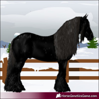Horse Color:Void Blue Roan Splash Frame Appaloosa Rabicano