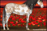 Horse Color:White Spotted Amber Champagne Splash
