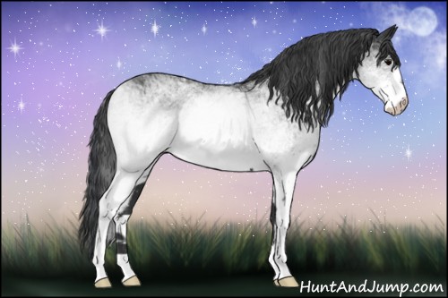 Horse Color:White Spotted Black 