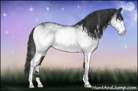 Horse Color:White Spotted Black