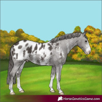 Horse Color:Liver Chestnut Sabino Appaloosa 