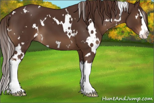 Horse Color:White Spotted Liver Chestnut Splash 
