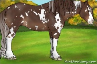 Horse Color:White Spotted Liver Chestnut Splash 
