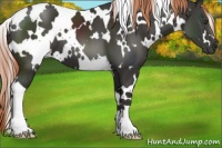 Horse Color:White Spotted Liver Chestnut 