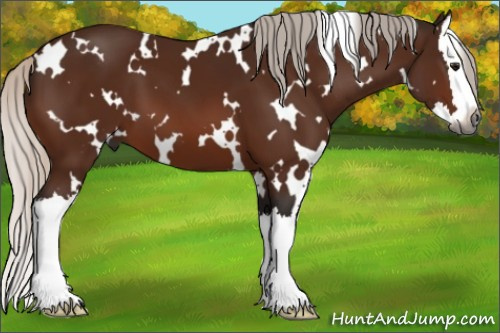 Horse Color:Gray White Spotted Silver Bay Splash 