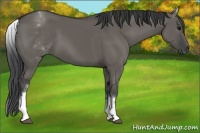 Horse Color:White Spotted Grullo