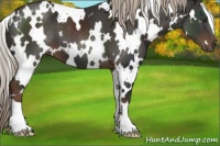 Horse Color:White Spotted Liver Chestnut 