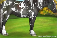 Horse Color:White Spotted Liver Chestnut Splash 