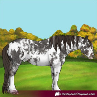 Horse Color:White Spotted Liver Chestnut Ice Sabino