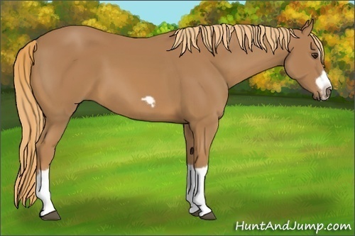 Horse Color:Chestnut Splash Frame 