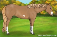 Horse Color:Chestnut Splash Frame