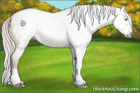 Horse Color:Gray Silver Amber Champagne Dun Splash Frame 