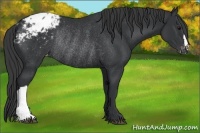 Horse Color:Black Appaloosa Rabicano 
