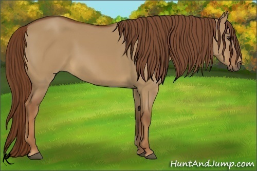 Horse Color:Red Dun