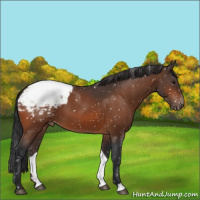 Horse Color:Bay Appaloosa 