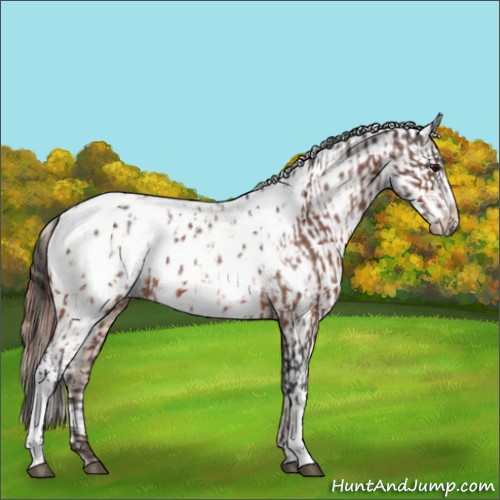 Horse Color:Bay Appaloosa  and Amber Champagne Appaloosa 
