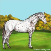 Horse Color:Bay Appaloosa  and Amber Champagne Appaloosa 
