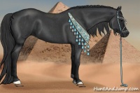 Horse Color:Blue Roan