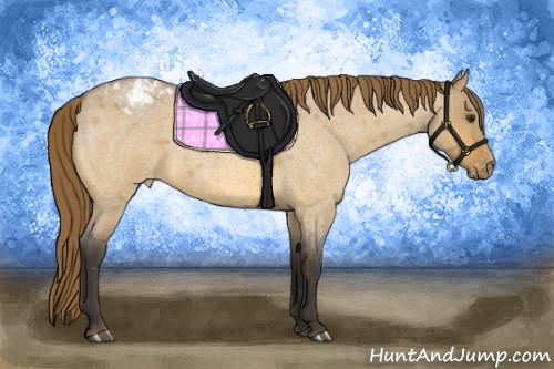 Horse Color:Buckskin Roan Dun Varnish
