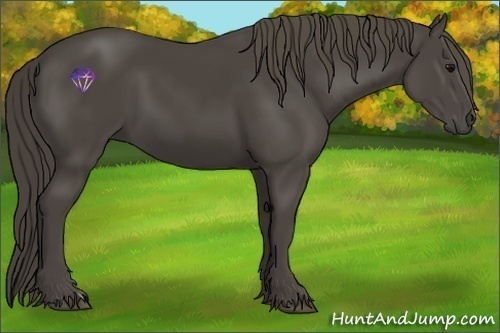 Horse Color:Smoky Black 