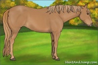 Horse Color:Chestnut Rabicano 