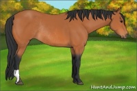Horse Color:Bay Rabicano 