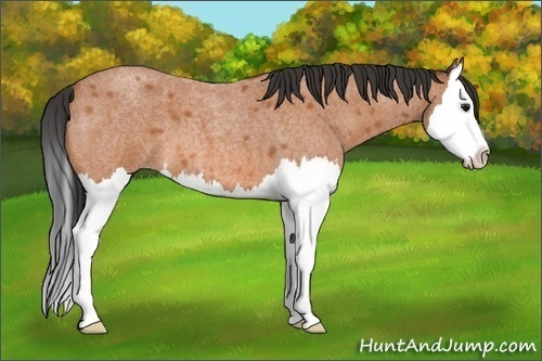 Horse Color:Bay Roan Splash