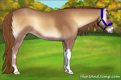 Horse Color:Red Onyx 