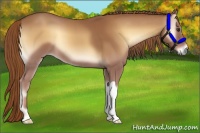 Horse Color:Red Onyx