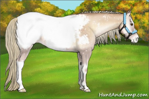 Horse Color:Red Onyx Pearl Appaloosa 